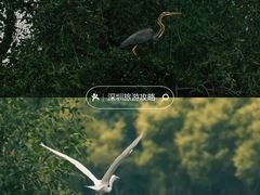 -大湾区中央湿地公园