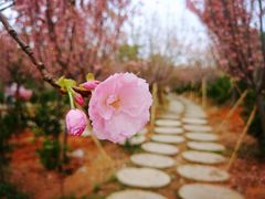 -天适樱花悠乐园