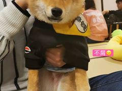 -逗柴咖啡屋·狗咖猫咖宠物桌游
