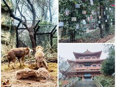 -红山森林动物园