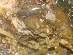 -万里闯关东铁锅炖菜馆(高新旗舰店)