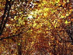 -济南国际园博园