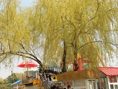 春柳-沈阳南湖公园