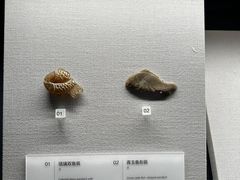 -四川大学博物馆