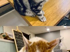 -平行世界·猫咖(首经贸店)