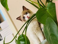 -猫十亿·布偶金渐层·曼基康矮脚猫舍(青年路店)