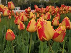 -大宁郁金香公园-停车场