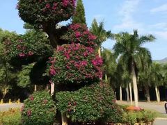 -深圳仙湖植物园