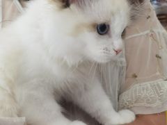 -帕帕拉兹宠物(亚洲旗舰店)