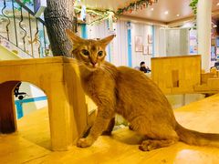 -猫小院猫主题咖啡厅(北锣店)