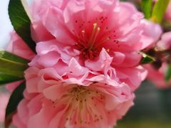 -海棠花溪(元大都城垣遗址公园)
