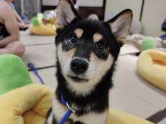 -逗柴咖啡屋·狗咖猫咖宠物桌游