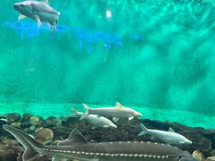 -太平洋海底世界