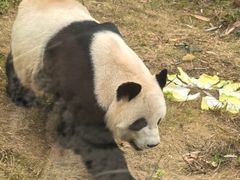 -泉州海丝野生动物世界