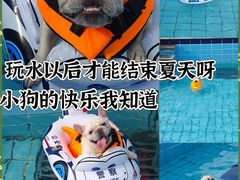 -趣玩宠物乐园寄养训犬训狗游泳池