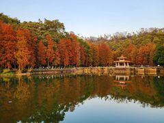 -深圳仙湖植物园
