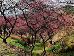 -新建村梅花