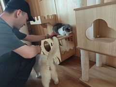 -猫的茶·猫咖