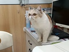-瑞派长江宠物医院·猫科·外科·24小时夜护(谊城公寓分院)