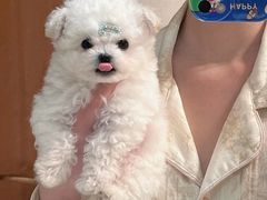 -萌宠之家·腊肠犬·马尔泰·小体犬舍