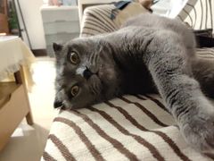 -爱洗澡的猫(天河路店)
