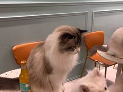 -安格丽娜·狗咖·猫咖羊驼咖(春熙路百盛商场店)