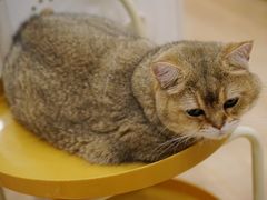 -有喵·猫咖·狗咖·30几只猫10只小狗(岗厦店)