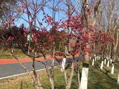 -大兴滨河森林公园