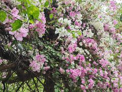 -深圳国际园林花卉博览园