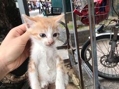 -无影脚佛山陈氏盲公丸始创店(飞鸿街店)