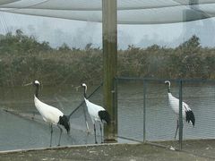 -盐城丹顶鹤湿地生态旅游区