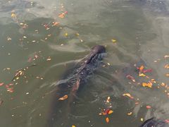 -清迈夜间动物园