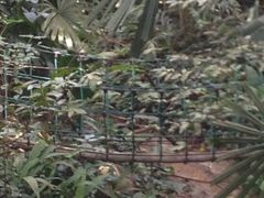 -武吉知马自然保护区