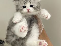 -lincat·猫舍(广州店)