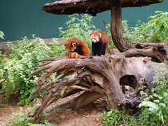 -大连森林动物园