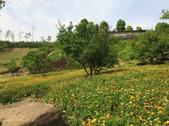 -秀丽东方