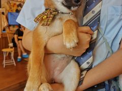 -豆柴町-柴犬主题狗咖(红鼎国际C座店)