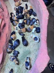 -Zoolung Zoolung动物主题公园(海信广场店)