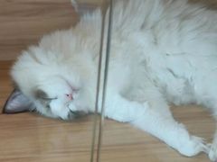 -喵百万·布偶·蓝金金渐层英短·猫舍(百子湾店)