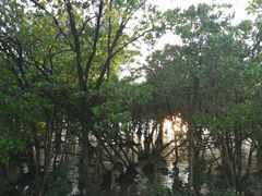 -宝安西湾红树林湿地公园