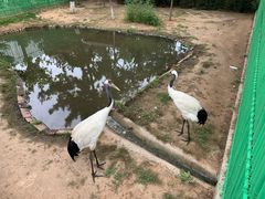 -西霞口神雕山野生动物世界