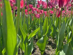 -长春公园(普阳街道)