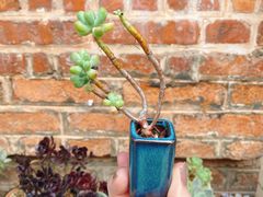 -青韵台陶艺Diy(永庆坊店)