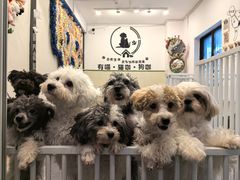 -有喵·猫咖·狗咖·30几只猫10只小狗(岗厦店)