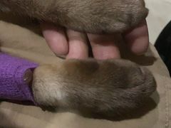 -瑞派天宁宠物医院·猫科·异宠中心