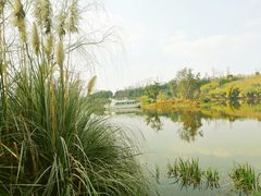 -白鹭湾湿地公园