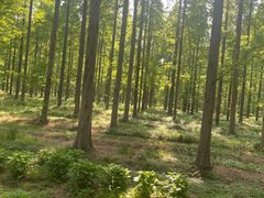 -黄海国家森林公园