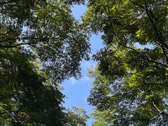 -铁山坪森林公园