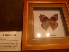 -上海大自然野生昆虫馆