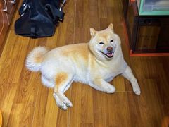 -佳雯宠物医院·皮肤科·内外科(春晓路分院)